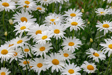 Selective Focus Of White Flowers Leucanthemum Maximum In The Garden, Shasta Daisy Is A Commonly Grown Flowering Herbaceous Perennial Plant With The Classic Daisy Appearance, Nature Floral Background.