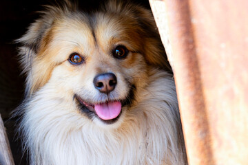 Closeup portrait of cute mutt dog. The muzzle of a mongrel with red hair