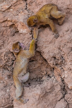 Wild Baby Monkeys Helping Each Other To Climb A Mountain In Morocco