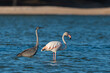© Ashraf - Flamingos in the Al Qudra Lakes in the desert of Dubai - UAE