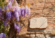Wisteria Flowers With An Ancient Roma Sign, Italy