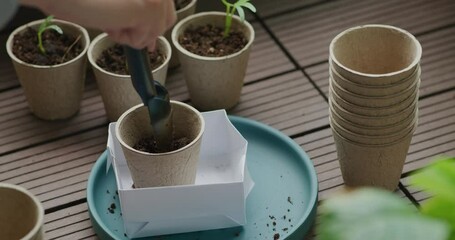 Wall Mural - Put small water spinach sprout into paper cup