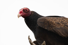 Large Turkey Vulture With Red Beak And White Tip Looks Down From Perch With Watchful Eyes In The Esturary