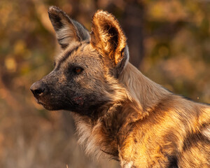 Alpha Male Portrait