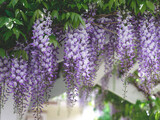 Fototapeta Lawenda - purple wisteria flowers hanging over an archway