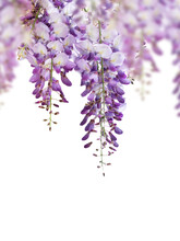 Purple Wisteria Flowers Isolated On White Background