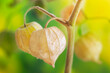 © Gaston - Cape Gooseberry (Physalis Peruviana) close up photograpgy of the latern fruit hanging in a brach with green a yellow blurred background and copy space