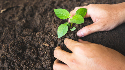 A man's hand planting seedlings into the ground To restore nature, reduce global warming problems.