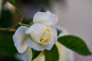 White roses as a natural summer background