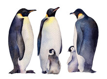 Watercolor Emperor Penguins Family Adults And Babies. Hand Drawn Illustration Isolated On White Background.