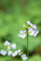 Closeup of a cuckoo flower (Cardamine pratensis).