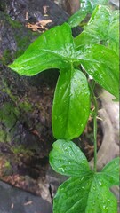 leaf with drops