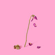 Minimal dying rose flower concept. Lovely baby pink background. Abstract arrangment.
