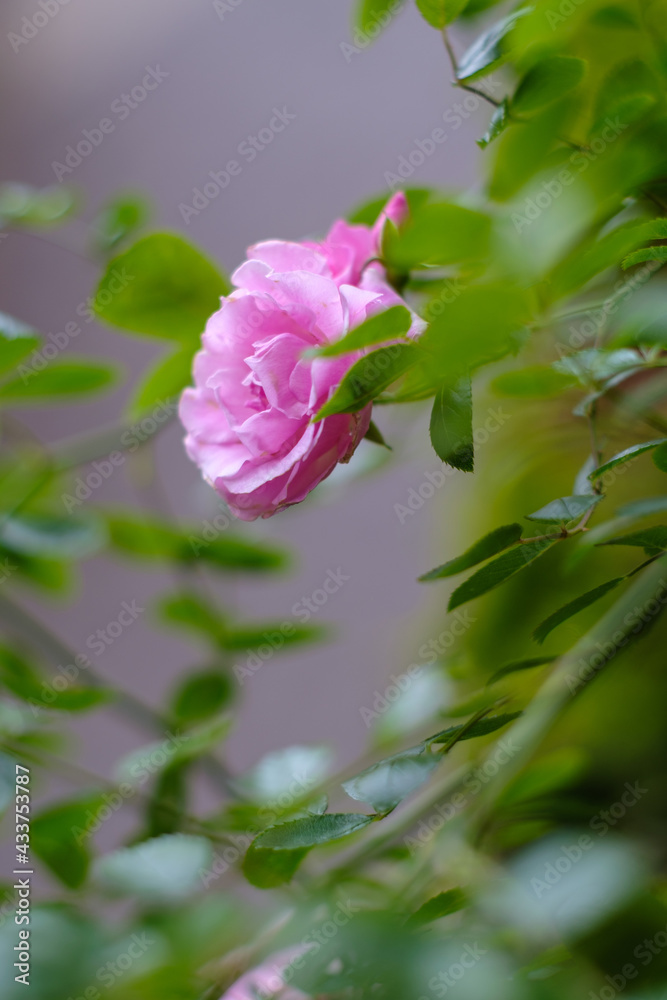 庭に咲くピンクのばら 梅雨入り前のこの季節に楽しませてくれる ピンクのばらの花言葉は 上品 しとやか 感銘 Wall Mural 宮岸孝守
