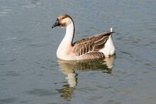 Guinea Goose On A Water Surface.
