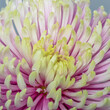 bright violet pink yellow chrysanthemum blossom heart macro with pollen