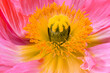 top view macro of the inner heart of a single pink yellow silk poppy blossom