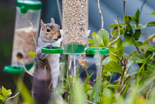Cute Squirrel Eating Sunflower Seeds From A Birdfeeder