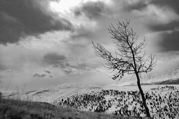 Wall Mural - altay mountain