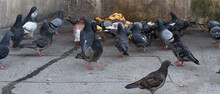 Group Of City Pigeons Eating Bread On Polluted Pavement