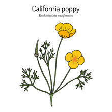 Golden Poppy, Or Cup Of Gold Eschscholzia Californica , State Flower Of California