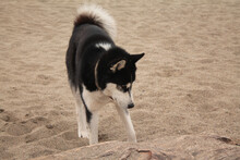 Big Black Dog Walking On The Sand.Big Husky, Funny And Cute Dog On The Sea, Sand Stones 