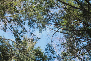 green tree branches on blue sky background, spring, forest