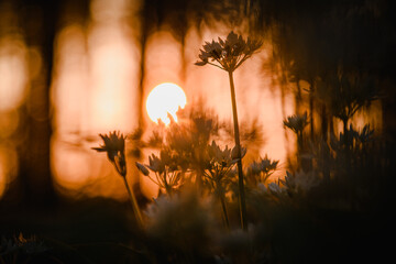 Wall Mural - Beautiful macro close up of white wild garlic flowers with warm orange sunset light and dreamy magic bokeh background. Healthy and natural herbs in the wild wild forest. Nature outdoor plants