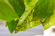 Rußtaupilz und Blattläuse auf einer Pflanze, Makroaufnahme