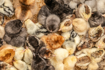 Wall Mural - lots of little chicks in a box at the agricultural farm