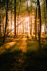 Wall Mural - Colorful summer forest with warm sunset light coming into the forest with tree silhouettes and relax natural scenery. Warm vibes in the spring nature woodland