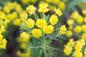 Wall Mural - Euphorbia cyparissias, cypress spurge flower closeup selective focus