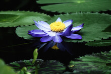 Water Lily On A Pond