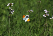 Orange Tip Butterfly In A Green Meadow With Cuckoo Flowers