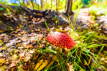 Wall Mural - Amanita muscaria with a leaf on a pileus growing near the path in the woods