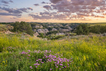 Sunset With Purple Wildflowers Near The Oxbow Overlook In The Theodore Roosevelt National Park - North Unit On The Little Missouri River - North Dakota Badlands