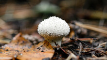 Mushroom Lycoperdon Perlatum Or Common Puffball, Warted Puffball In A Forest.