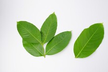 Lagerstroemia Speciosa Leaves Isolated On White Background