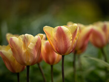 Closeup Of Tulip, Tulipa 'Apricot Foxx', In Spring