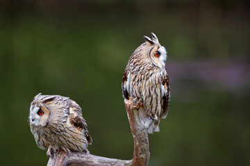 Two beautiful long-eared owls (Asio otus) on a branch in the forest of Noord Brabant in the Netherlands.