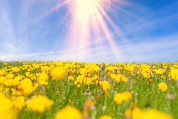 Beautiful meadow  with fresh grass and yellow dandelion flowers in nature against blue sky with clouds. Soft, selective focus