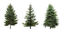 Beautiful Evergreen Fir Trees On White Background, Collage. Banner Design