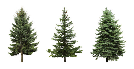 Beautiful evergreen fir trees on white background, collage. Banner design