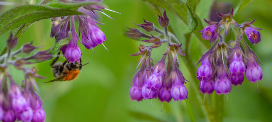 Poster - common comfrey (symphytum officinale) blooming