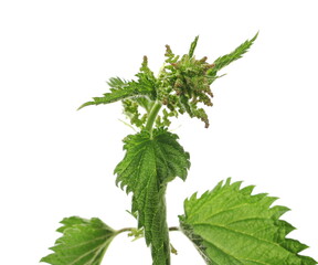 Wall Mural - Nettle isolated on white background, clipping path