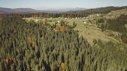 Wall Mural - Mountain village at pine forest aerial. Nature landscape. Autumn trees at cottages. Rural road on green grass valley. Amazing vacation at natural beauty. Travel to Zlatbor mounts, Serbia. Cinema shot