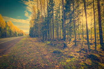 Wall Mural - Autumn rural road illuminated by the rays of the sun running through a forest. The view from the side of the road