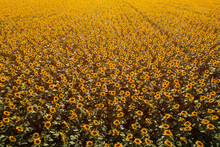 Aerial View Of Large Endless Blooming Sunflower Field In Summer From Drone Pov