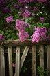 © Omega - Lilac bush behind an old broken picket fence