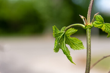 Closeup shot of small leaves on a sprouting branch